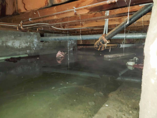 Best Water damage cleanup near me  in Derby, CT